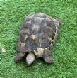 Hermanns : Male approx 6 years old (Scooter) 